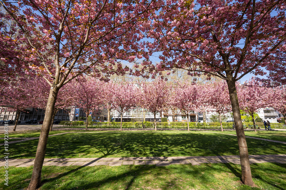 Kirschblüte Kaiserstraße Mainz, April 2025
