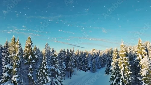 Aerial View of Snow Covered Coniferous Forest on a Sunny Winter Day
