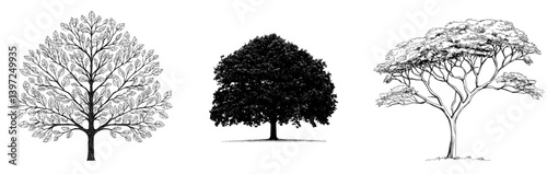 The hand-drawn image of a big drought tree is ideal for inclusion in children's coloring books