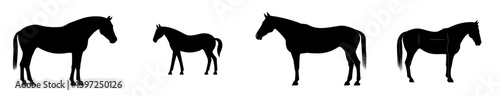 A beautiful warmblood horse is posed in profile, set against a modern isolated silhouette