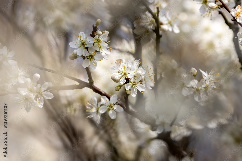 Pretty blackthorn flowers in Sussex, with selective focus Pretty blackthorn flowers in Sussex, with selective focus