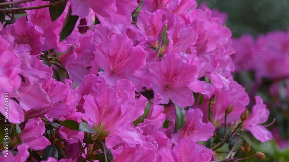tight shots of azaleas in bloom near charleston sc, south carolina at magnolia gardens tight shots of azaleas in bloom near charleston sc, south carolina at magnolia gardens