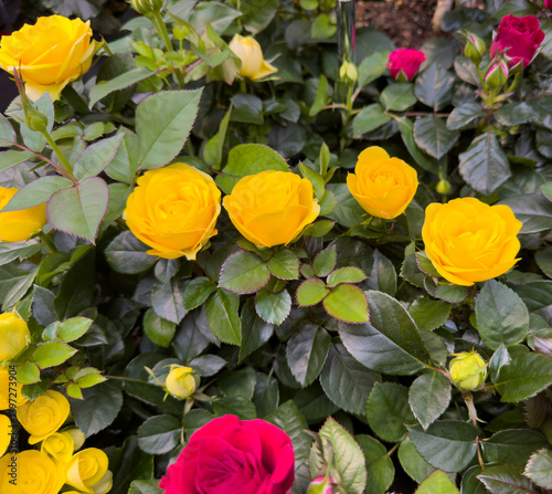 Close-up of blooming yellow and red roses in a garden, surrounded by lush green leaves, showcasing vibrant colors and fresh petals. photo