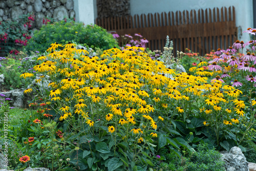 Black-eyed Susans Blooming in a Vibrant Summer Garden