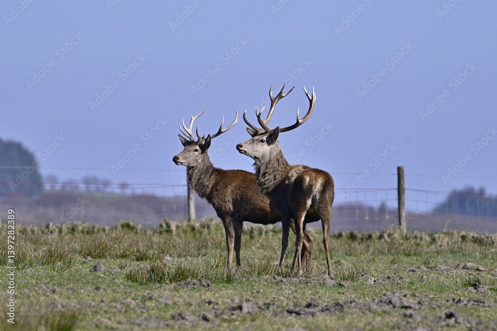 Fototapeta premium Two Red Stags stood together side on looking left.