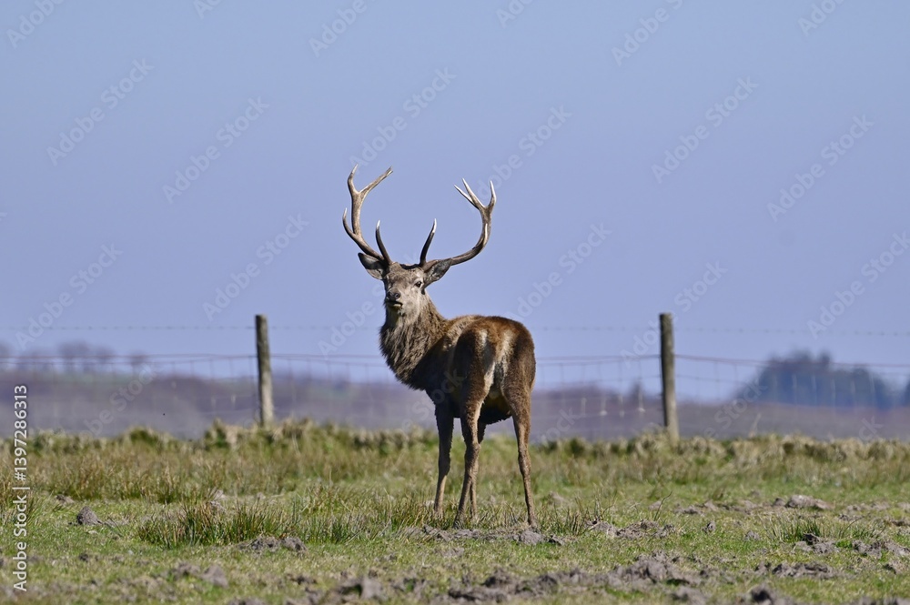 Fototapeta premium A single Red Stag looking back to the camera.