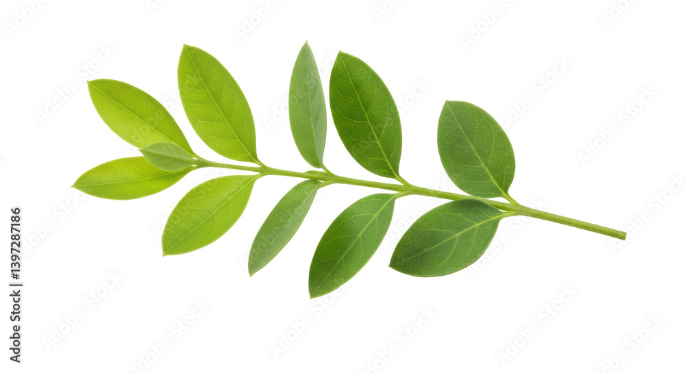 Naklejka premium Isolated Green Twig with Leaves