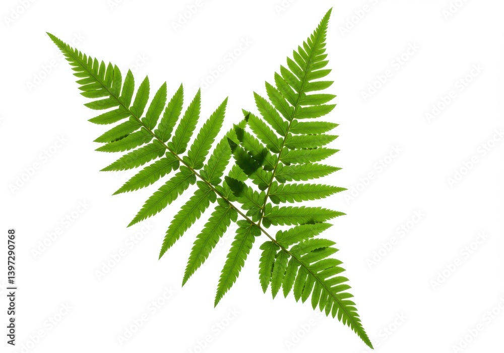 Closeup of vibrant green fern leaves on a clean white background showcasing natural beauty Closeup of vibrant green fern leaves on a clean white background showcasing natural beauty