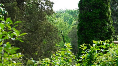 Green passage in the deciduous forest.