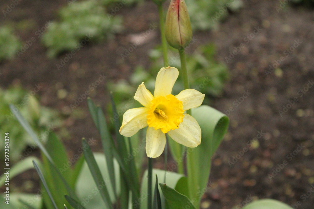 Fototapeta premium daffodils in spring