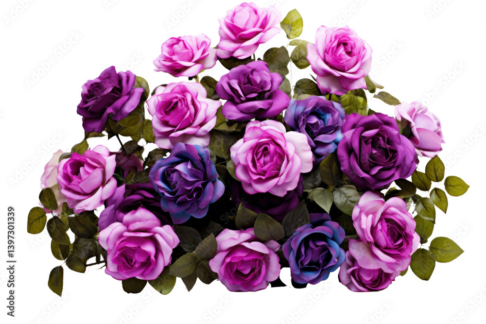 A fully bloomed rose bush with various shades of purple and lavender roses Isolated on white background A fully bloomed rose bush with various shades of purple and lavender roses Isolated on white background