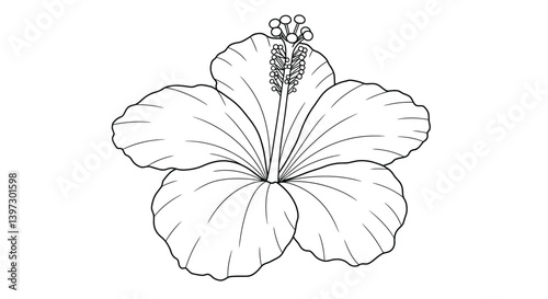 Line drawing coloring sheet of an exotic hibiscus bloom showcasing its characteristic extended central pistil