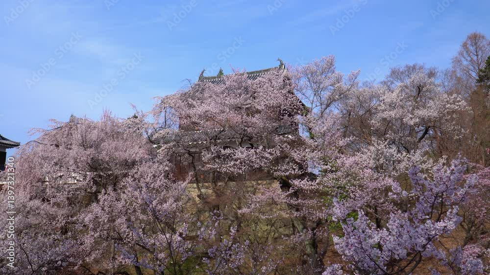 上田城跡公園に咲く満開の桜 上田城跡公園に咲く満開の桜