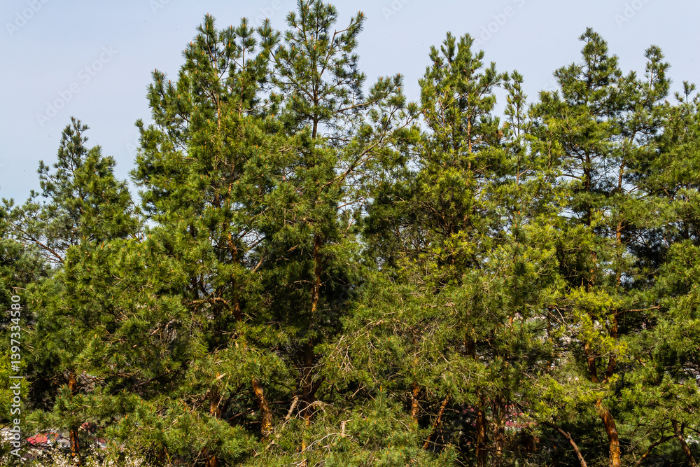 Lush green pine trees filling the landscape under a clear blue sky in a serene natural setting Lush green pine trees filling the landscape under a clear blue sky in a serene natural setting