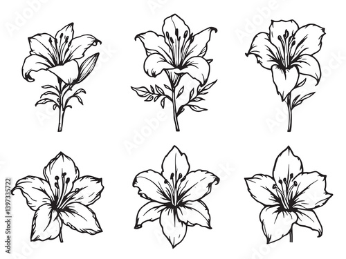 Stargazer Lily Line Art Design Black on White