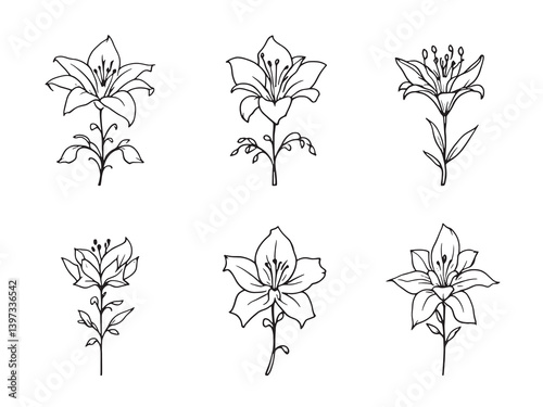 Stargazer Lily Line Art Illustration Black on White