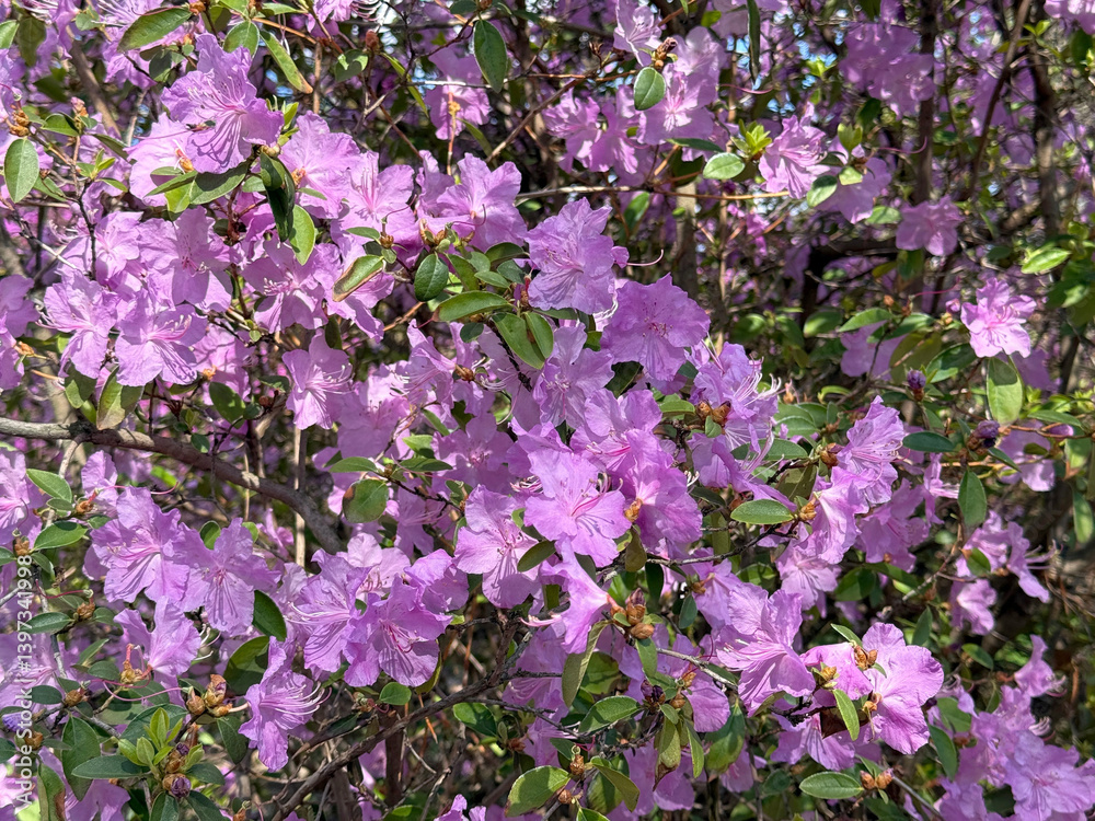 Obraz premium Rhododendron beautiful flowers in full blossom 