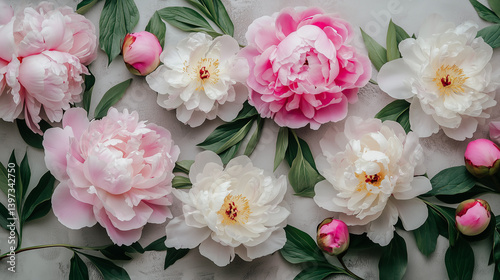 pink and white peony, pink and white flowers, pink flower background, pink peony flower
