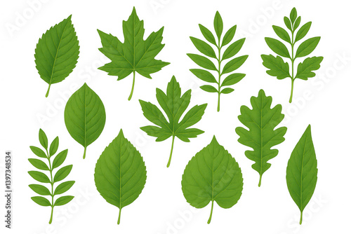 Set of green leaves of various shapes on transparent background