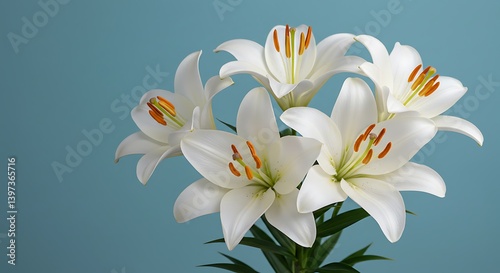 Close up of a Bouquet of White Lilies Against a Teal Background