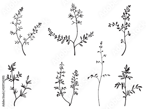 Angelonia Botanical Illustration Collection