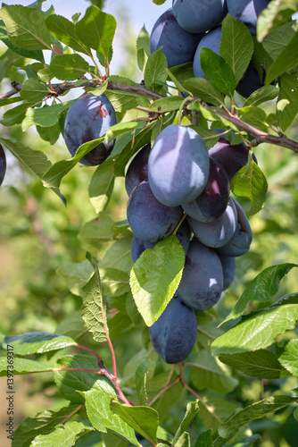 ripe plums on a tree