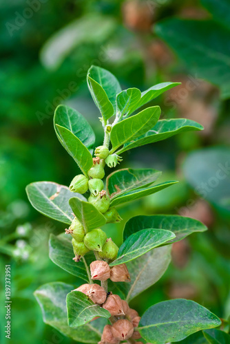 Ashwagandha plant or withania somnifera plant is ayurvedic medical plant