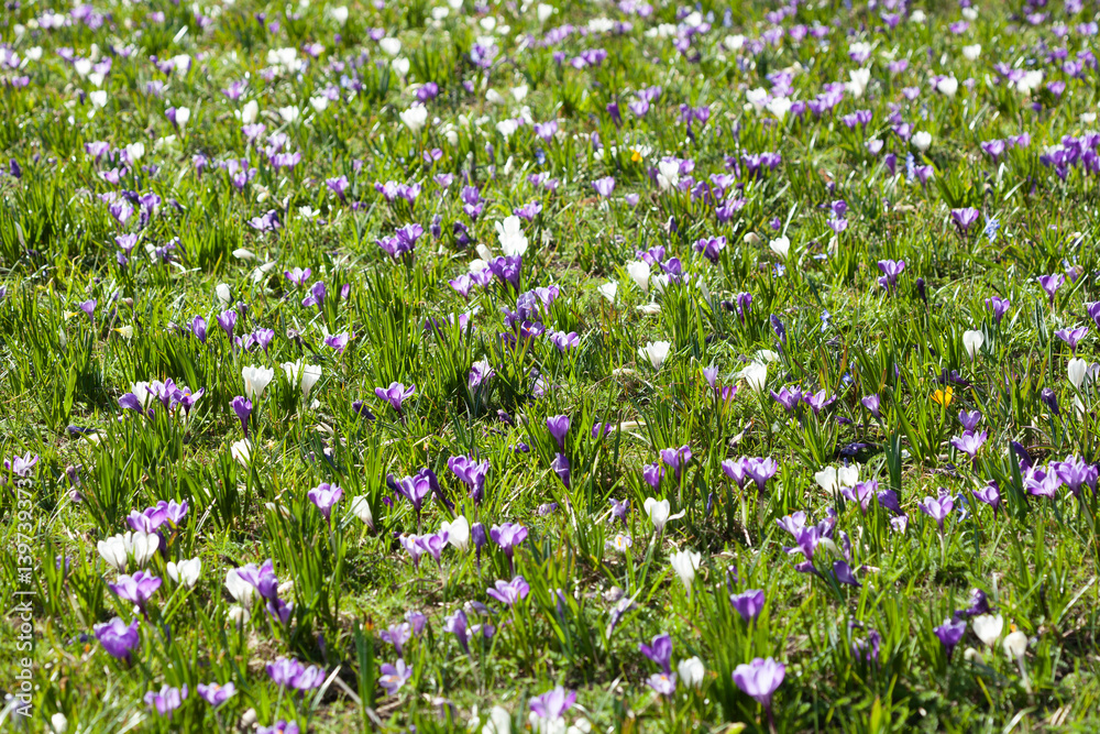 Blühende Krokusse auf einer Blumenwiese, Deutschland Blühende Krokusse auf einer Blumenwiese, Deutschland