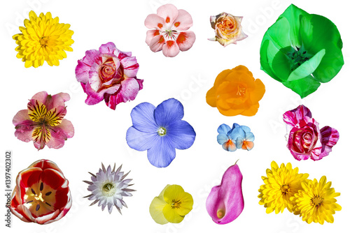 Flores variadas. Rosas, geranio, pensamientos, calas, margaritas