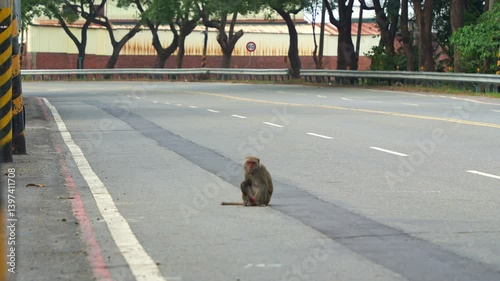 A Formosan rock macaque (Macaca cyclopis) sits in the middle of the road, alerted by an incoming truck, and slowly walks away. photo