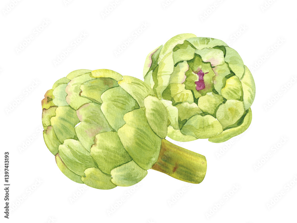 Obraz premium Watercolor hand drawn green artichokes flower botanical illustration isolated on white background. Hand painted DIY watercolor clip art for menu, ads, posters and packaging design