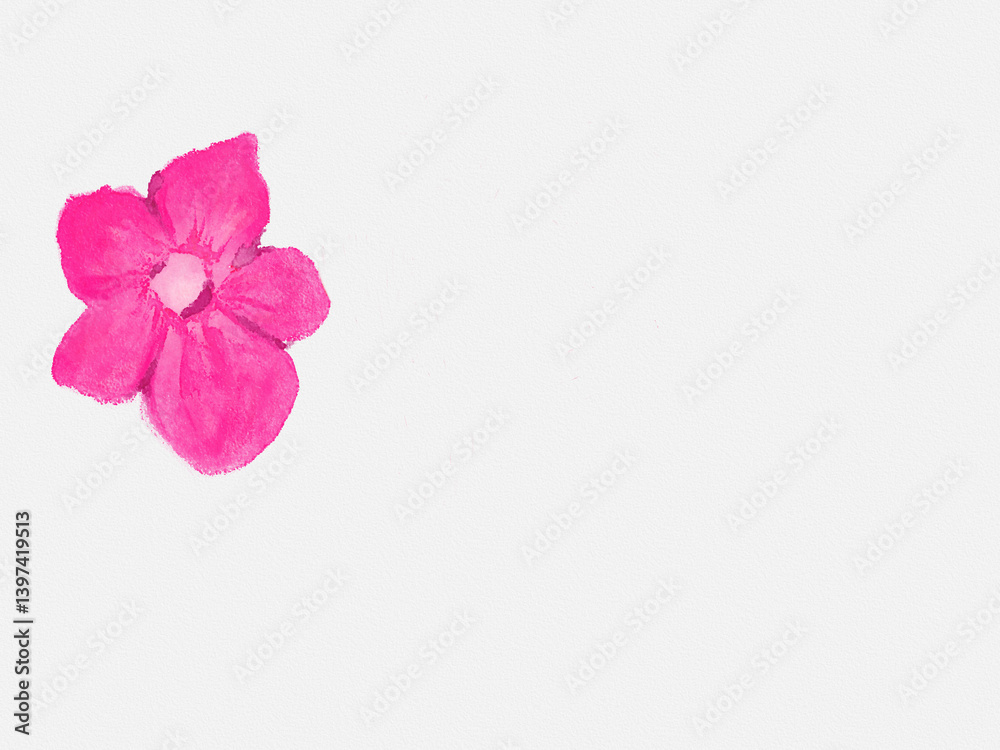 Fototapeta premium Pink watercolor flower painting on white background