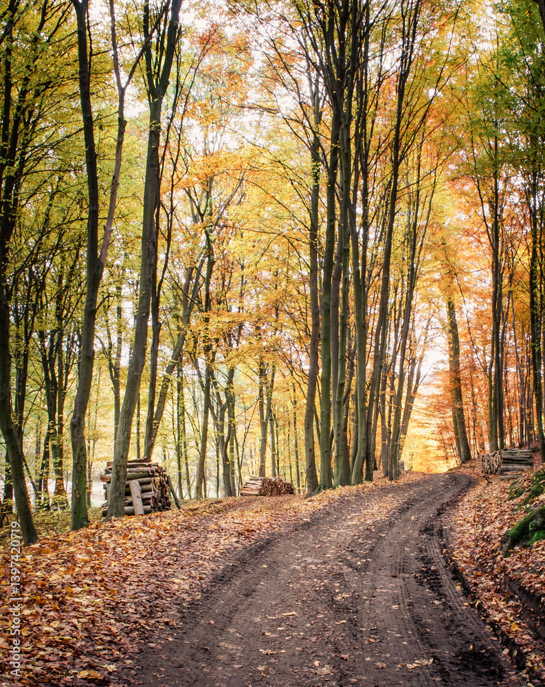Forest Path in Autumn with Fallen Leaves and Stacked Wood