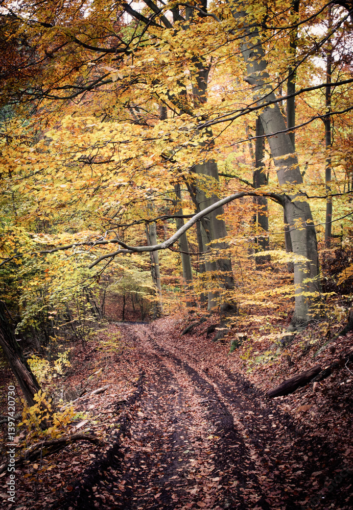 Autumn Forest Path with Yellow Leaves and Fallen Branches