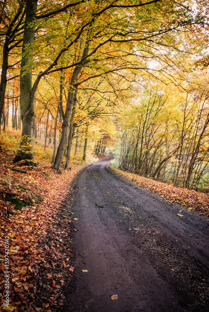Forest Path with Yellow Autumn Leaves