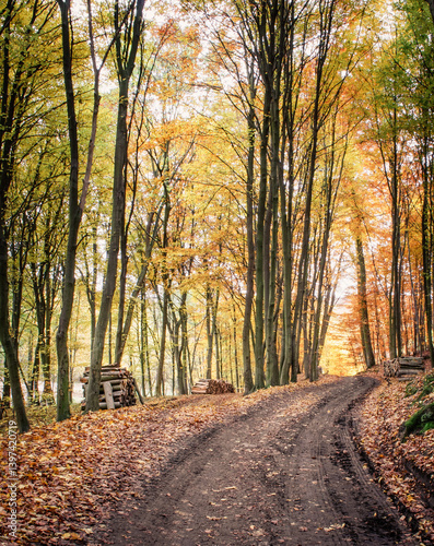 Obraz na płótnie Forest Path in Autumn with Fallen Leaves and Stacked Wood w salonie