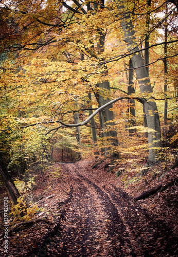 Obraz na płótnie Autumn Forest Path with Yellow Leaves and Fallen Branches w salonie
