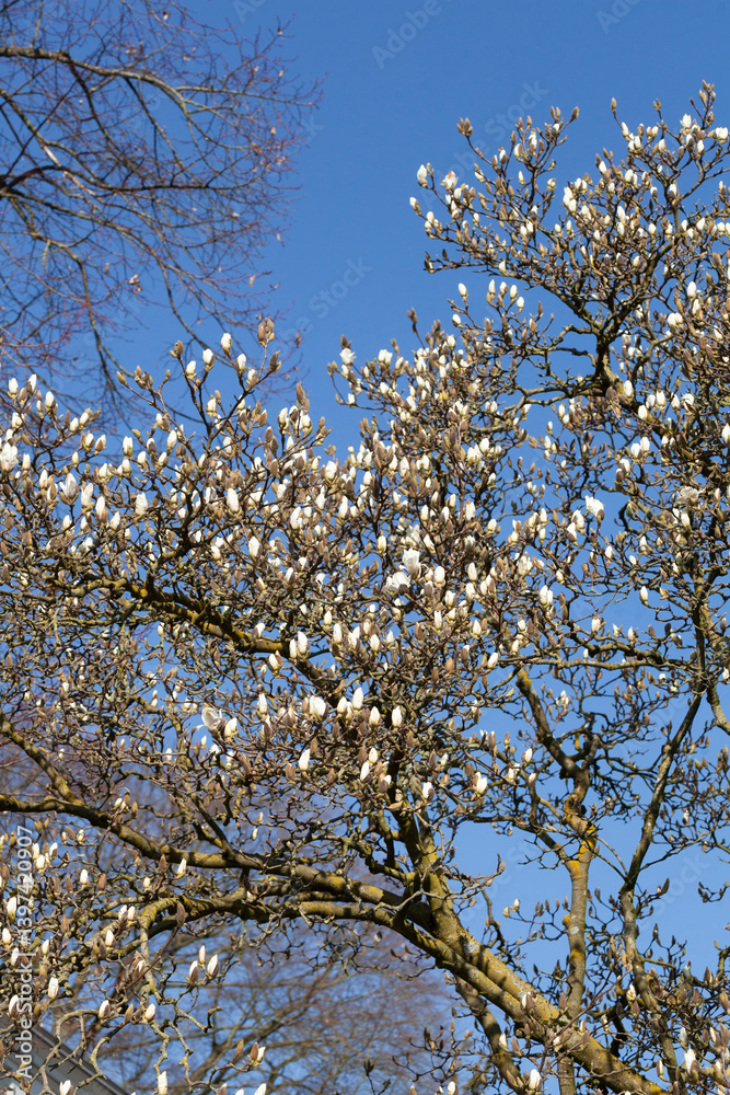 Weisse Magnolienknospen auf Baumzweigen ,Deutschland Weisse Magnolienknospen auf Baumzweigen ,Deutschland