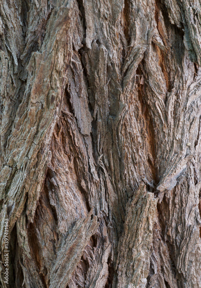 Beautiful close-up of the bark of agonis flexuosa
