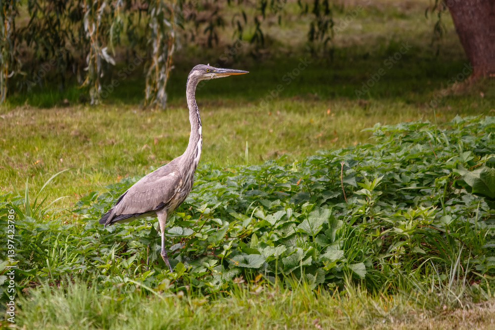 A grey heron standing in Coy Pond Gardens in Bournemouth, England A grey heron standing in Coy Pond Gardens in Bournemouth, England