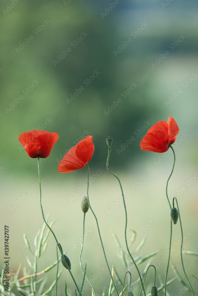 Three Red Poppies with Buds in a Field