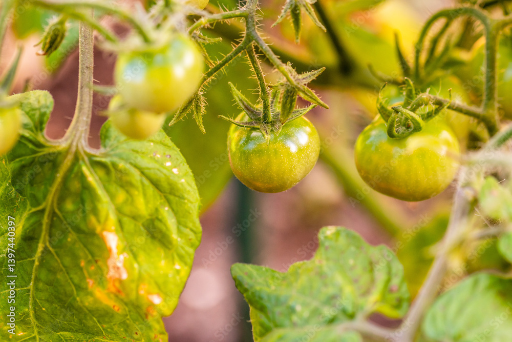 Fototapeta premium Solanum pimpinellifolium pertenece a la familia de Solanaceae.