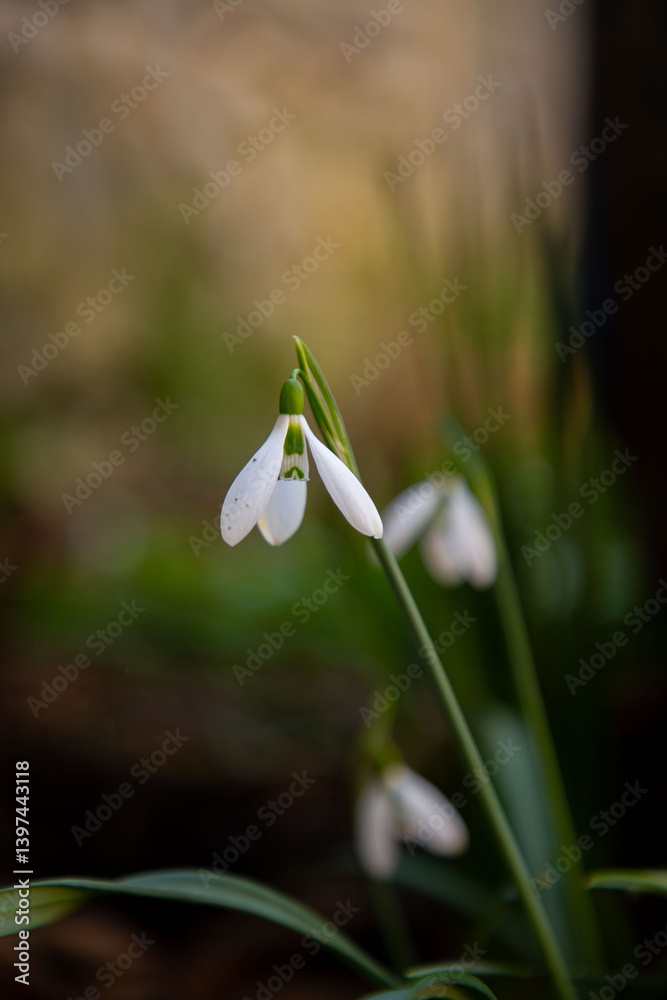 Elegant and fragile blossoms of white snowdrops