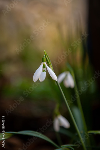 Obraz na płótnie Elegant and fragile blossoms of white snowdrops w salonie