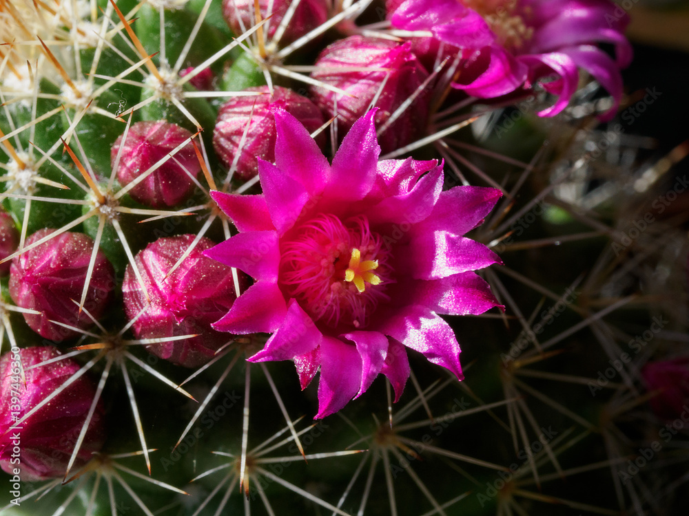 Mammillaria, a flowering cactus at springtime