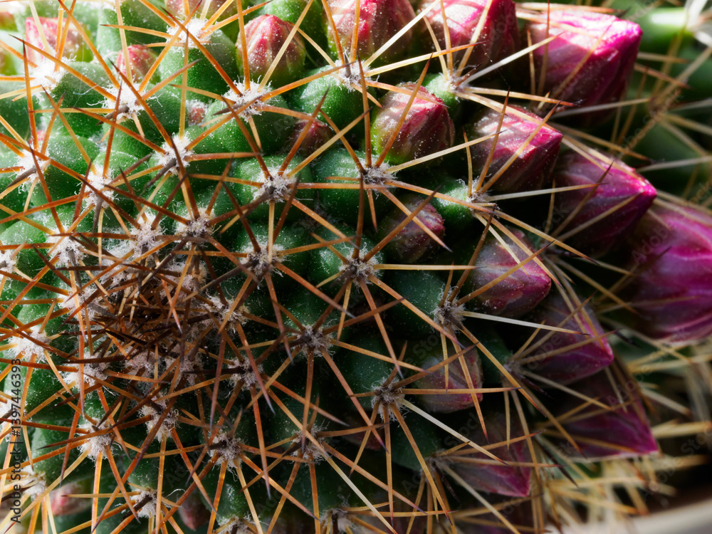 Mammillaria, a flowering cactus at springtime
