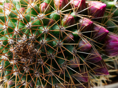 Obraz na płótnie Mammillaria, a flowering cactus at springtime w salonie