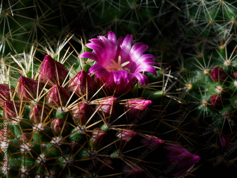 Mammillaria, a flowering cactus at springtime