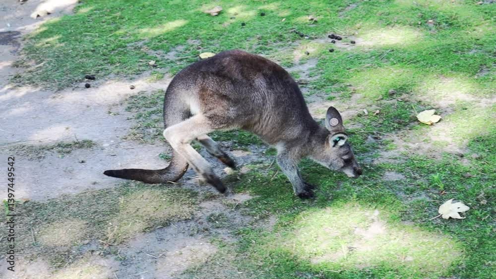 A kangaroo is jumping on the grass. FullHD footage