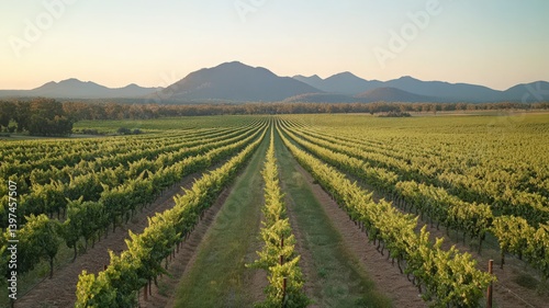 Obraz na płótnie Vast Vineyard Rows at Sunrise with Distant Mountains w salonie